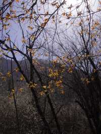 Experience the Enchanting Spring of Jiuzhaigou: A Trip.com Travel Guide​