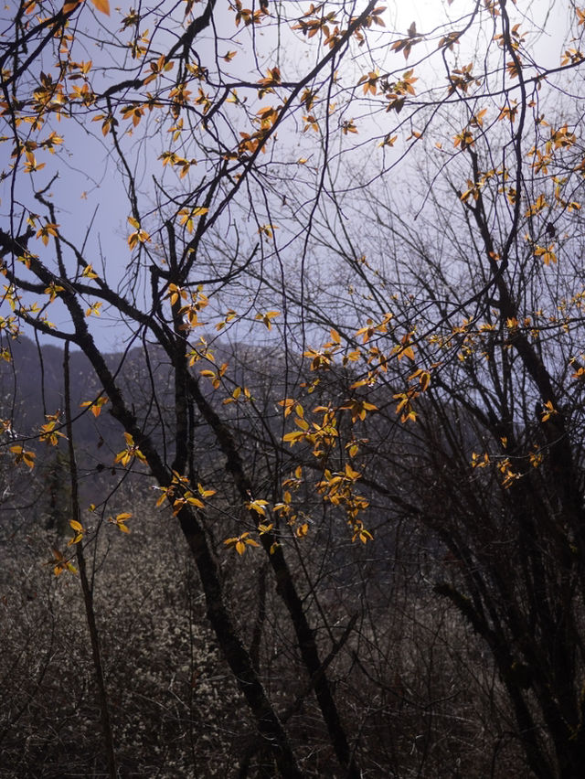 Experience the Enchanting Spring of Jiuzhaigou: A Trip.com Travel Guide​