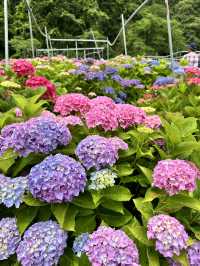 【茨城】これだけ多種多様の紫陽花を見たのは初めて！！