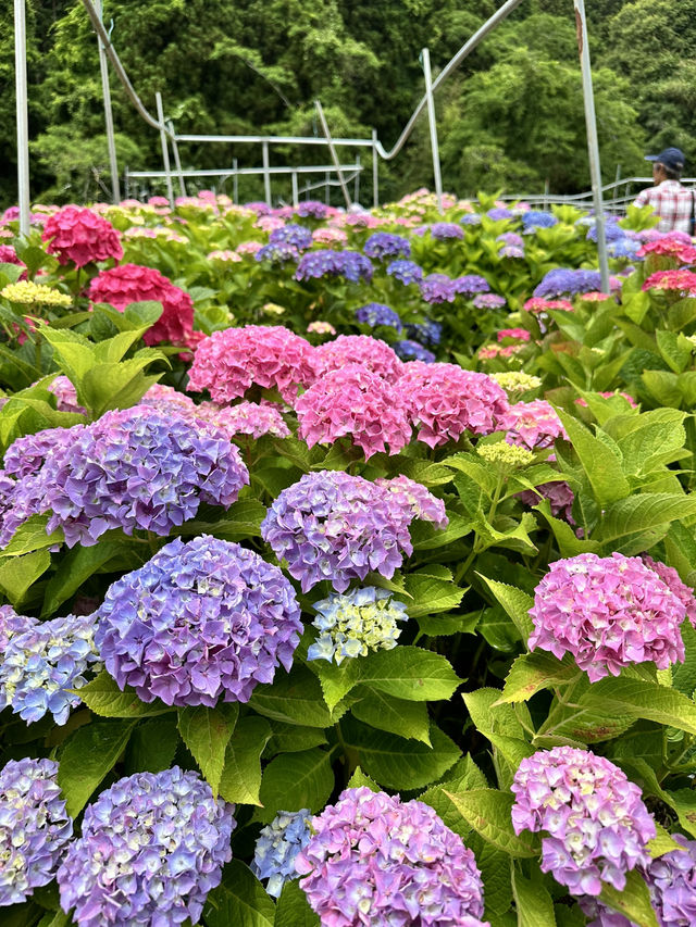 【茨城】これだけ多種多様の紫陽花を見たのは初めて！！