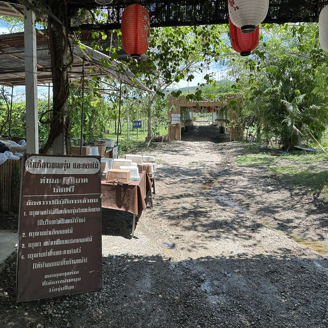 ไร่องุ่นมีสุข อำเภอสวนผึ้ง ราชบุรี