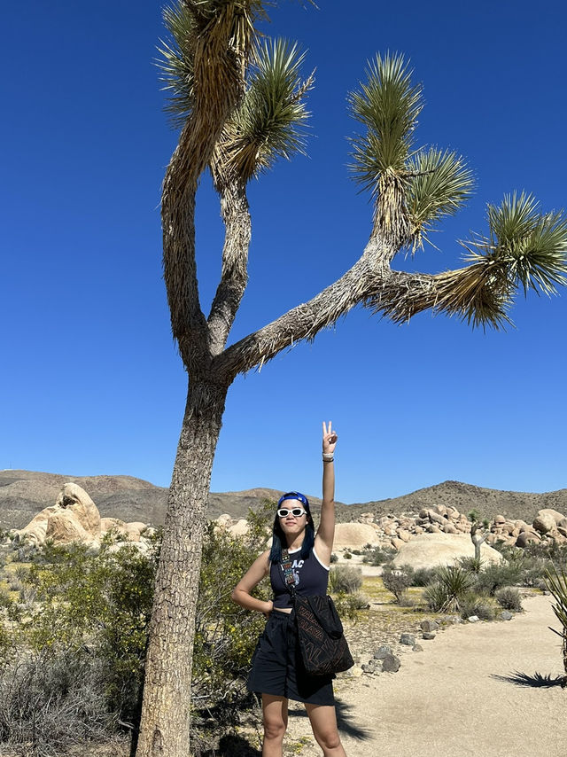 Joshua Tree 國家公園：在沙漠裡的國家公園！