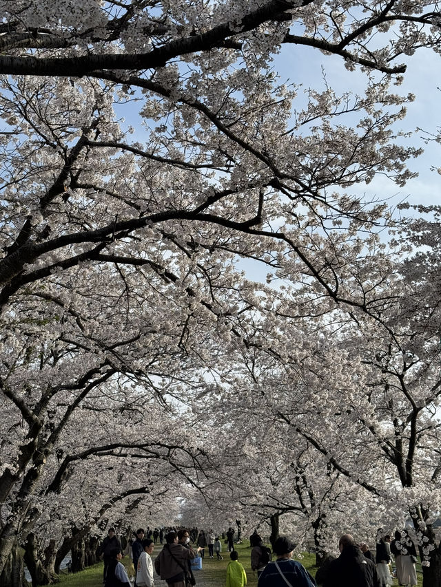 Nature’s Confetti with Cherry Blossom! 🌸 