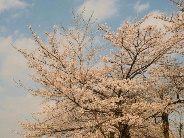 Cherry Blossoms at Yeouido Hangang Park: A Springtime Spectacle
