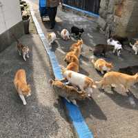 고양이 천국 아오시마