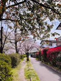 Petals & Pedals: The Secret Sakura Cycle Path Along Tafuse River
