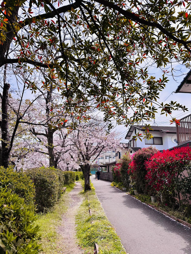 Petals & Pedals: The Secret Sakura Cycle Path Along Tafuse River