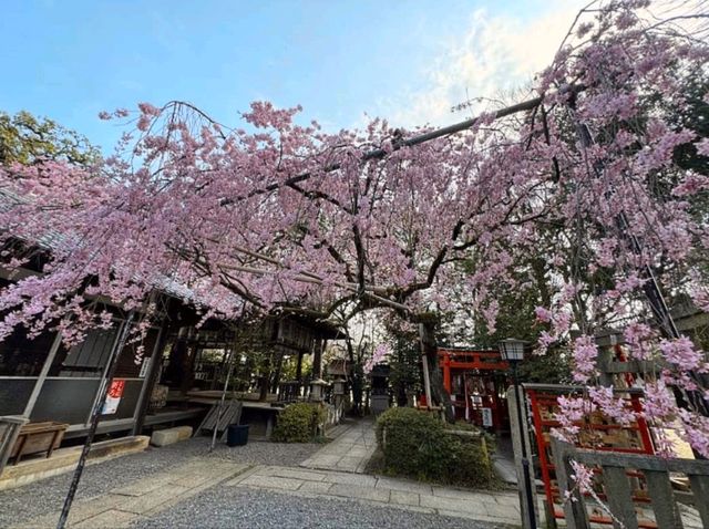 水火天滿宮，人少景美的京都櫻百景穴場