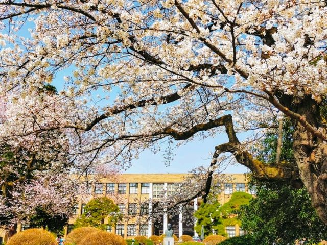 徜徉在百年校舍的櫻花漫開---仙台東北大學