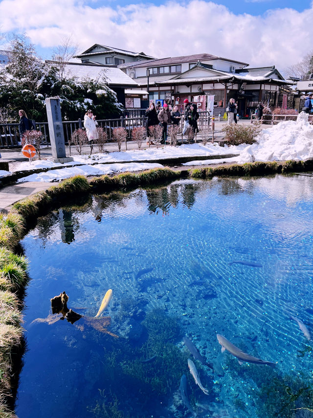 ［東京旅行］忍野八海-富士山旁的人間仙境☁️