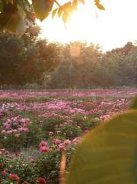 🌸 Lost in Time at Yuanmingyuan | A Sunset Peony Wonderland