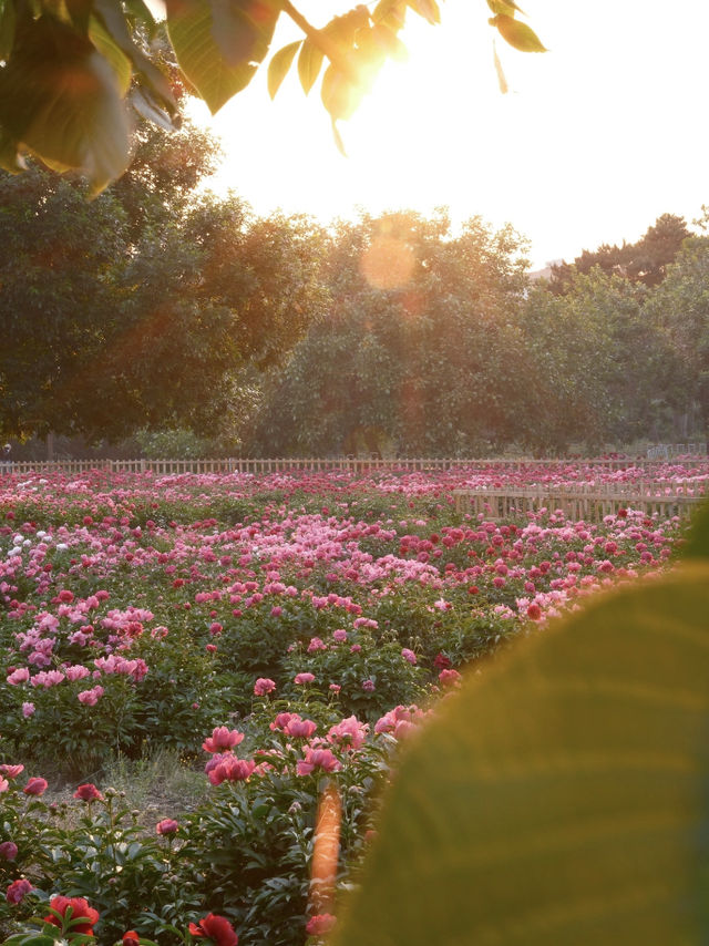 🌸 Lost in Time at Yuanmingyuan | A Sunset Peony Wonderland