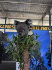 Caversham wildlife park