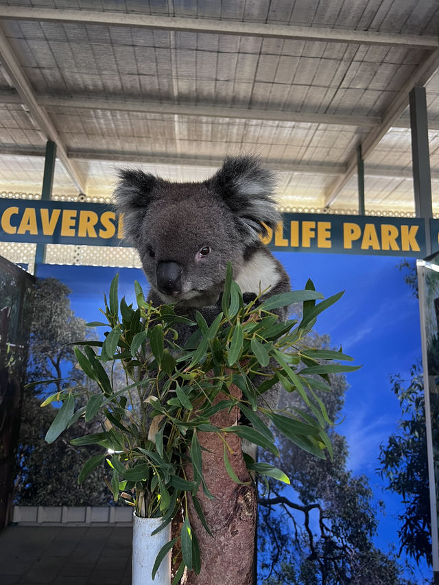 Caversham wildlife park
