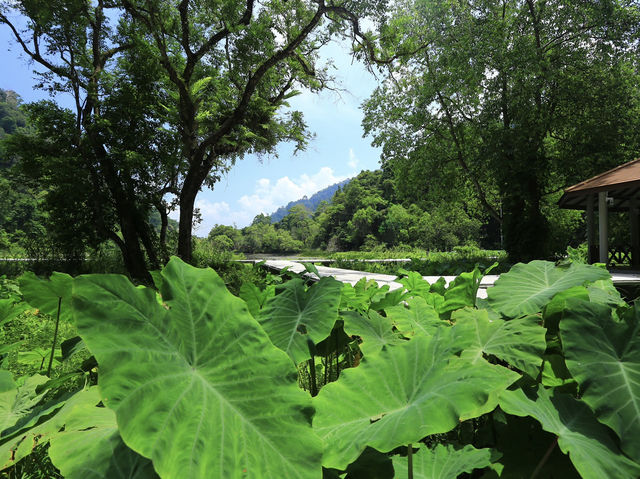 🌿 Thale Ban National Park: A Backpacker’s Guide to Southern Thailand’s Emerald Secret! 