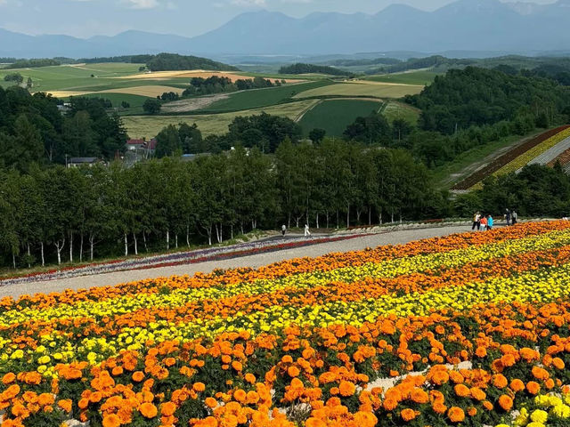 🌷 Biei Flower Fields: A Dreamy Day Trip Through Hokkaido’s Colorful Countryside! 🌸