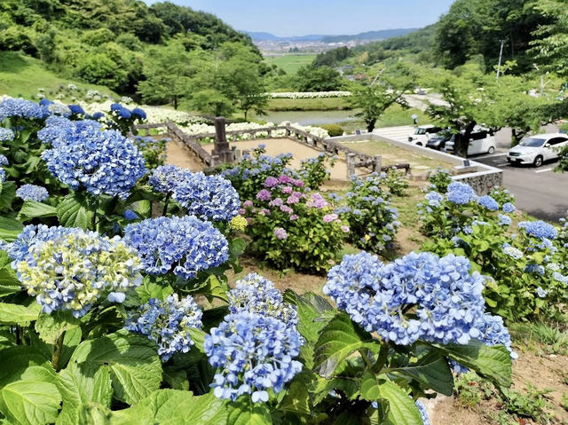 The Magical Yorinji Temple