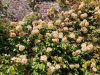 Romance in Bloom: A Day at Sissinghurst Castle Garden, Kent