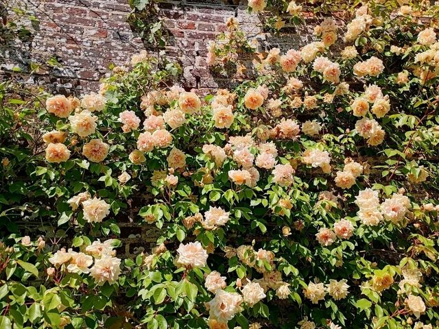 Romance in Bloom: A Day at Sissinghurst Castle Garden, Kent