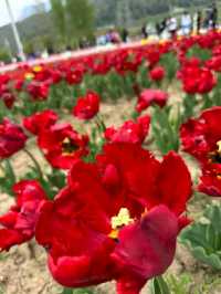 Asia’s Largest Tulip Garden: Indira Gandhi Memorial Tulip Garden, Srinagar