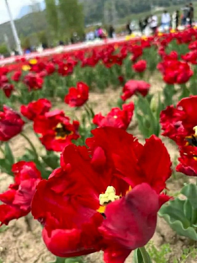 Asia’s Largest Tulip Garden: Indira Gandhi Memorial Tulip Garden, Srinagar
