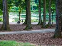 The Rainforest at Singapore Botanic Gardens – A Walk Through Ancient Nature