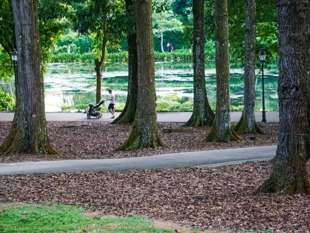 The Rainforest at Singapore Botanic Gardens – A Walk Through Ancient Nature
