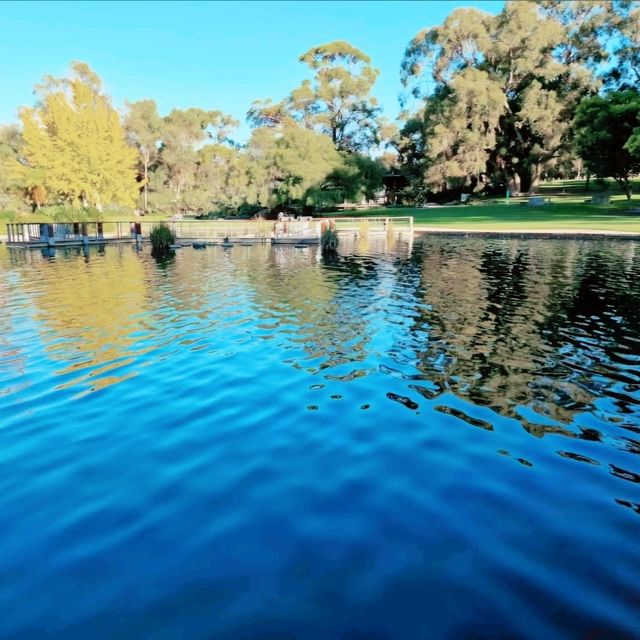 Wandering Through Wonder: A Walk in Kings Park, Perth
