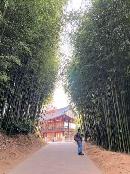 Juknokwon – Bamboo Serenity in Damyang