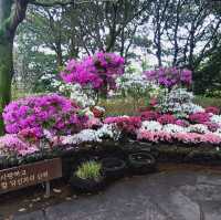 Camellia Hill – A Blooming Sanctuary on Jeju Island
