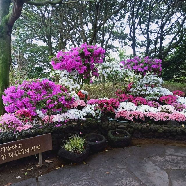 Camellia Hill – A Blooming Sanctuary on Jeju Island