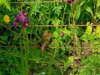 A First Visit to Hidcote – And Certainly Not the Last