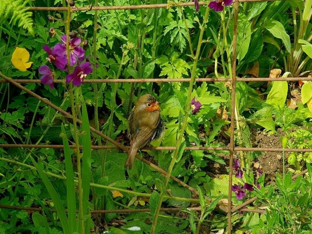 A First Visit to Hidcote – And Certainly Not the Last