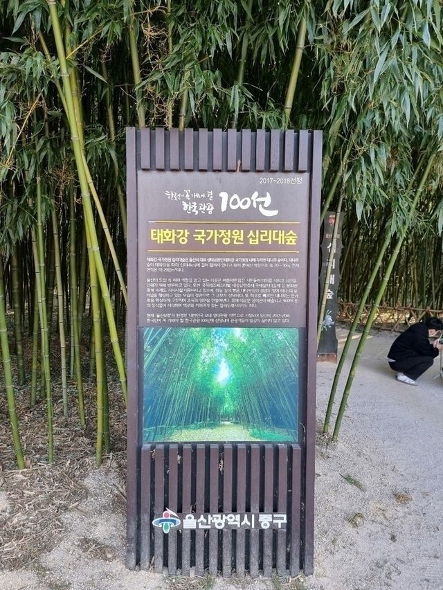 울산 하루 코스: 오전엔 숲, 오후엔 바다, 밤엔 관람차