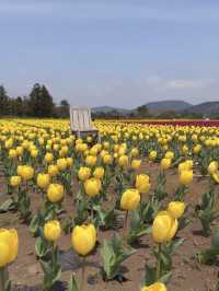 🇰🇷濟州春季限定🌷鬱金香花海