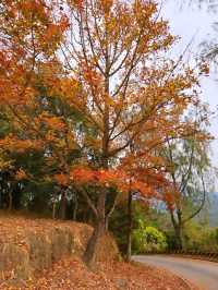 Getting Lost in the Magic of Sweet Gum Woods