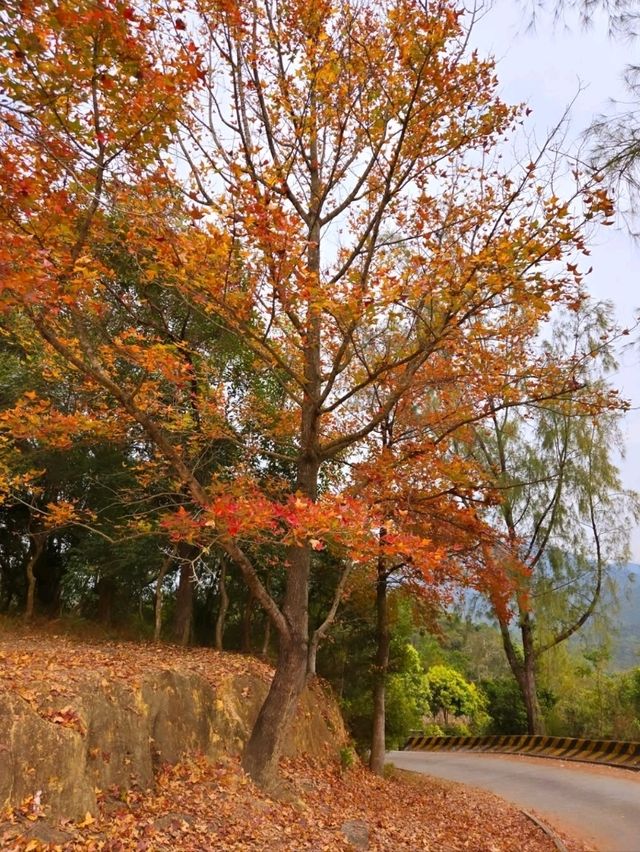 Getting Lost in the Magic of Sweet Gum Woods Getting Lost in the Magic of Sweet Gum Woods