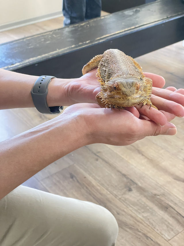 🐾 Warrnambool Wildlife Encounters: A Close-Up Australian Wildlife Experience  