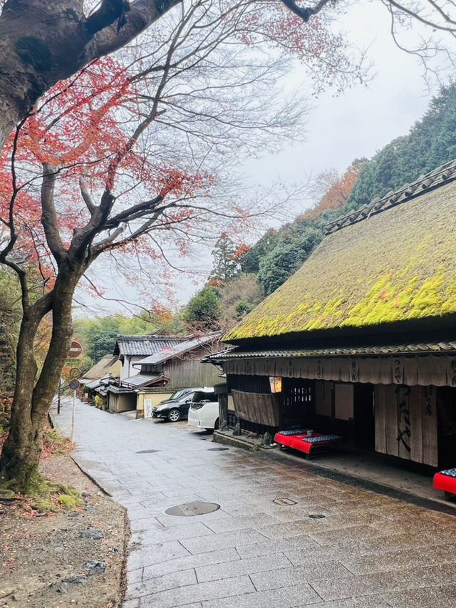  🍁嵐山の次はここ！静かに癒される「奥嵯峨」モデルルート🧭