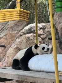 廣州長隆野生動物園