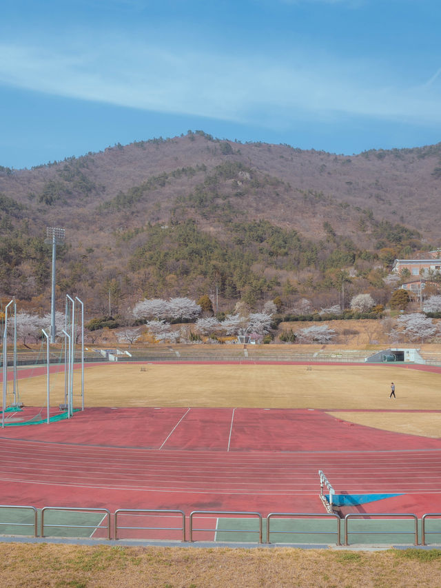 러너들에게 동화같은 벚꽃 트랙 명소“우슬체육관”
