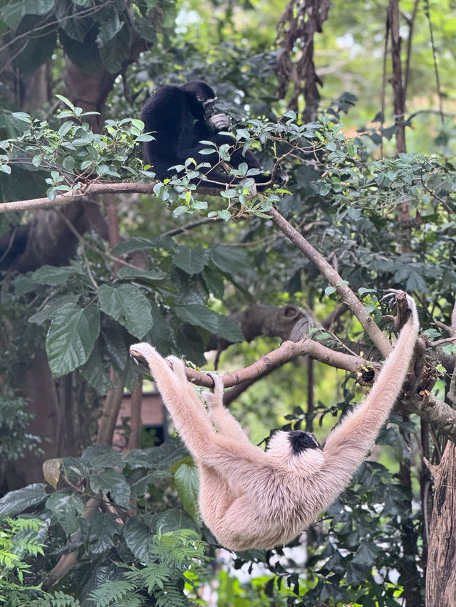 🌿🔥 走入野生奇蹟！綠山動物園大冒險！🌴🐘 🔥🌿