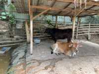 Farm In The City KL – A Fun and Hands-On Experience for the Whole Family