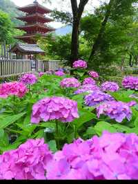 🏯【奈良・長谷寺】四季と心を映す、花と祈りの聖地