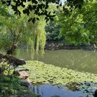 ⛰️ Nanjing Zhongshan Scenic Area – More Than Just 392 Steps 