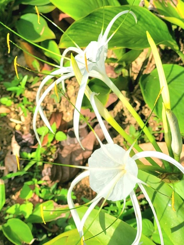 The blooming flora of Bukit Batok Town Park