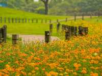 台中后里環保公園賞向日葵