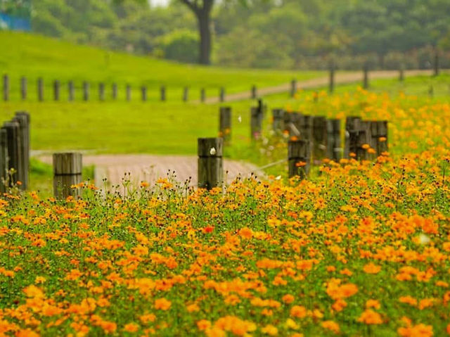 台中后里環保公園賞向日葵
