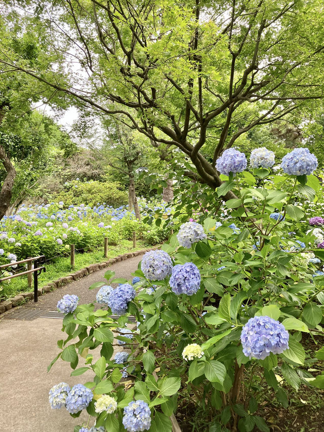 繡球花@多摩川台公園 繡球花@多摩川台公園