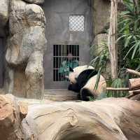 香港海洋公園：熊貓經濟 🐼🤣